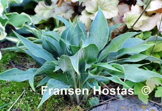 Hosta Tilt-A-Whirl